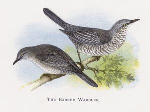 The Barred Warbler
